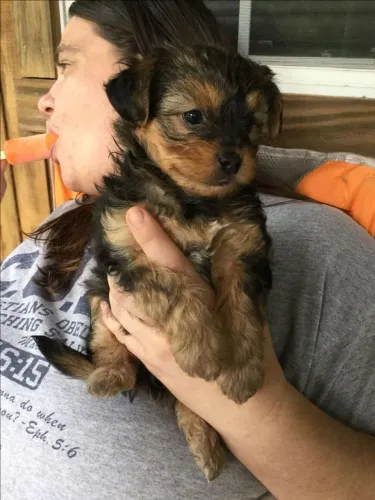 Yorkshire fotos atuais filhotes lindos 