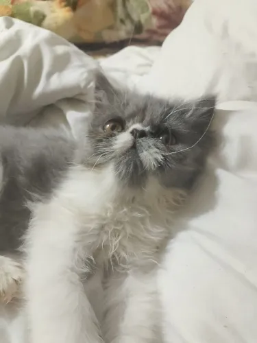 Gato persa macho 4 meses , extremamente saudável e dócil $ 2.500,00 ZAP 619904423-95 