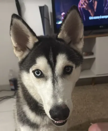 Doação husky siberiano 