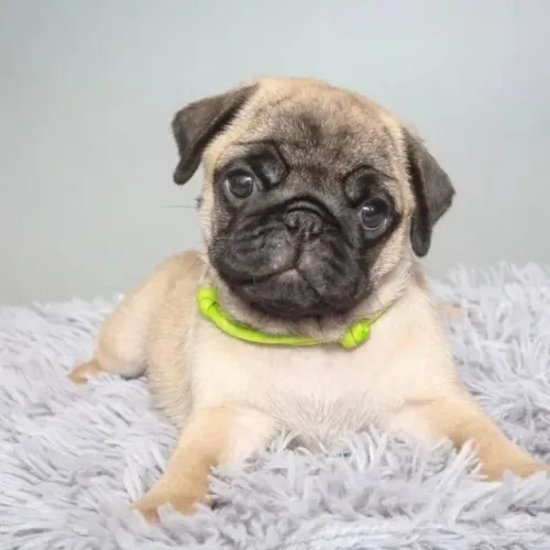 Filhotes de Pug | O rabo balança, o coração descansa.