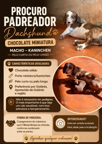 Dachshund Fêmea arlequim procura padreador macho chocolate para cobertura