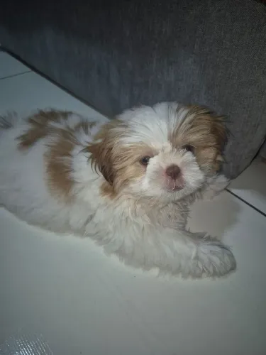 Shitzu fêmea 3 meses