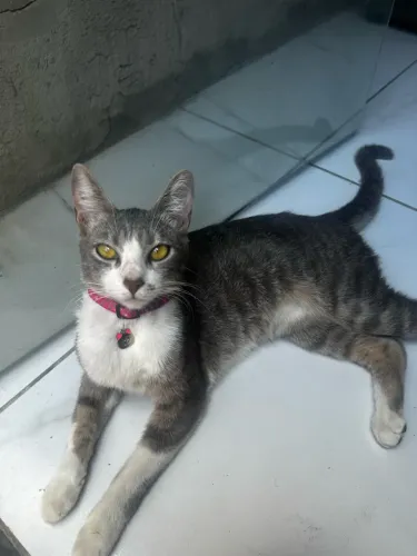 Doando gata