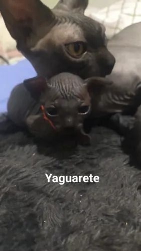 Filhote de gato sphynx