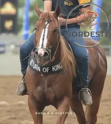 Cavalo Puro De Direita