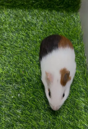 Porquinho da Índia
