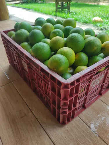 Laranja lima