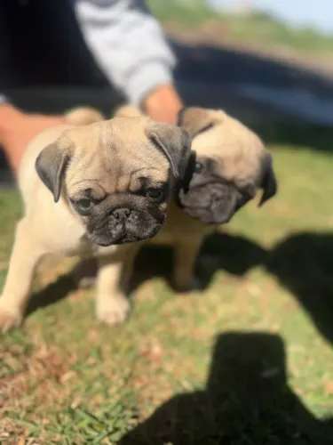 Pug filhote