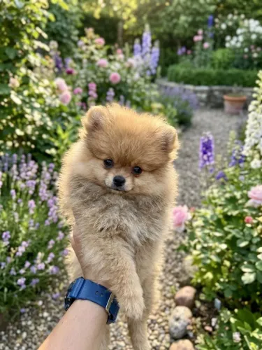 Spitz alemão MACHO