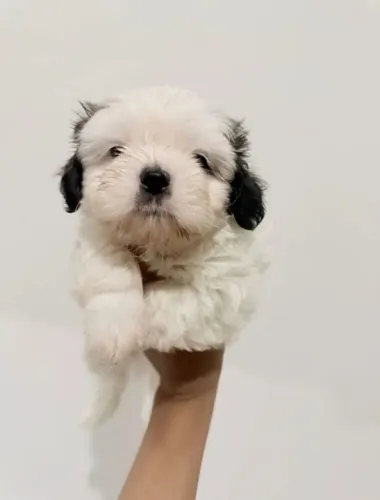 Doação de Shih Tzu