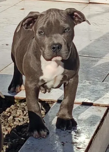 PIT MONSTER