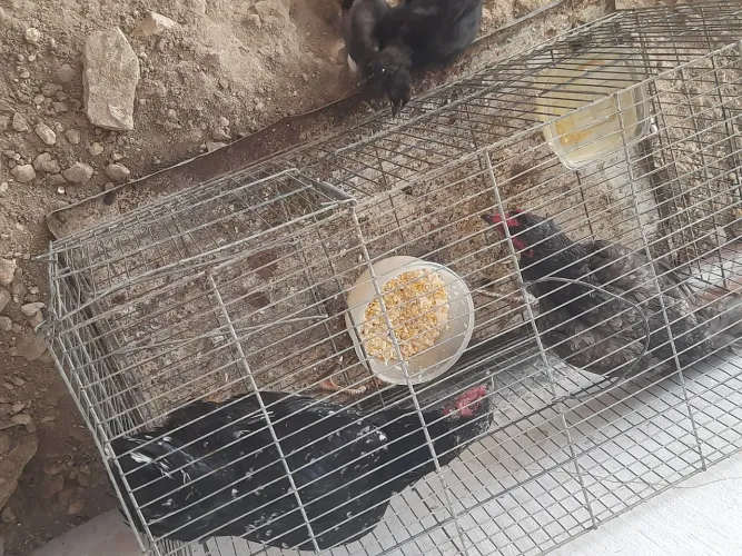 Galinha Capoeira