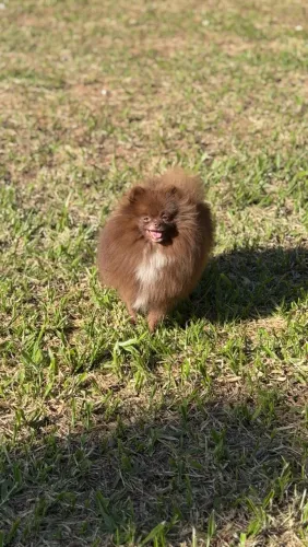 Spitz Alemão Anão para Cruza