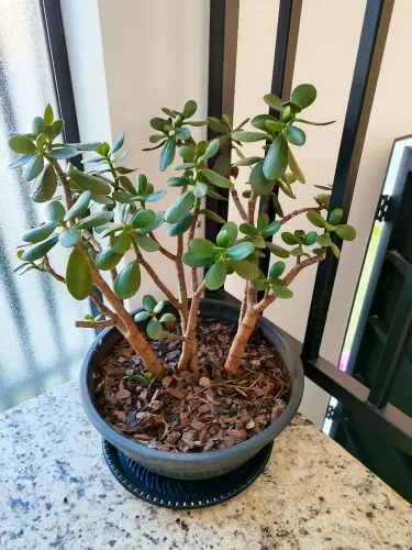 Planta de jade