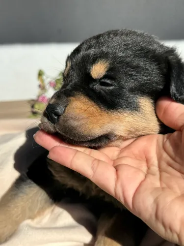 Filhotes Rottweiler