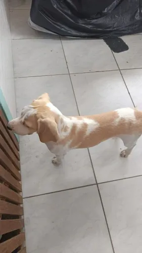 Vendo beagle bicolor 6 meses fêmea, com pedigree