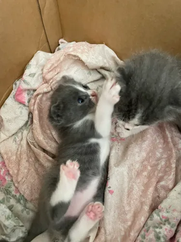 Doação de 2 gatinhas