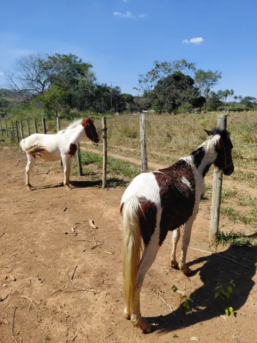 Potro e potra