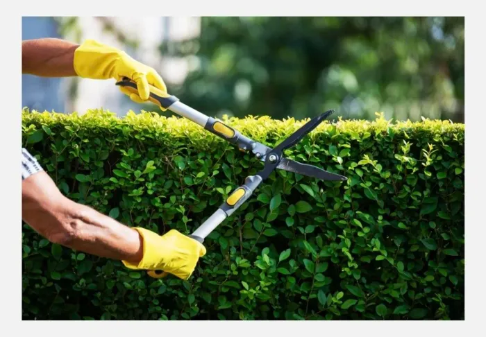 Jardinagem e poda de folhagens