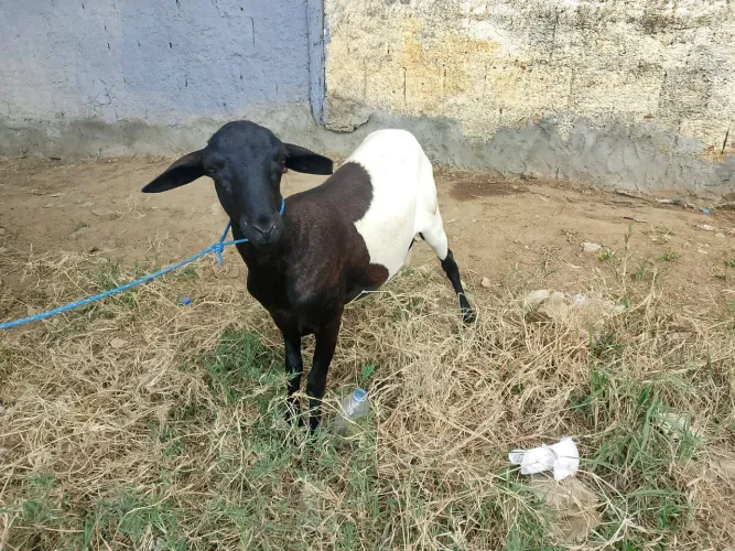 Carneiro