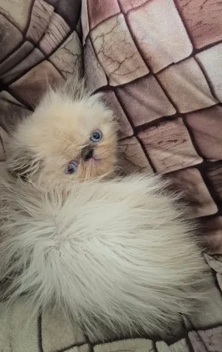 Filhote fêmea de persa himalaio blue point