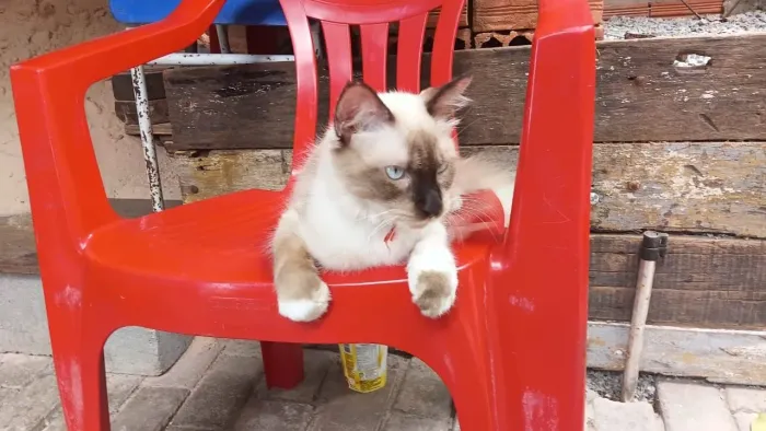 Gato para adoção