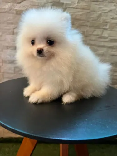 Spitz Alemão