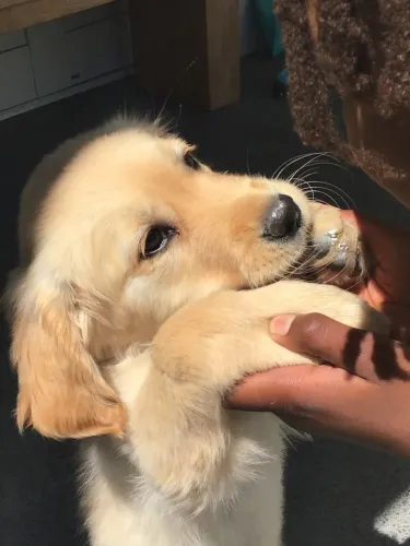 Golden Retriever maravilhosa