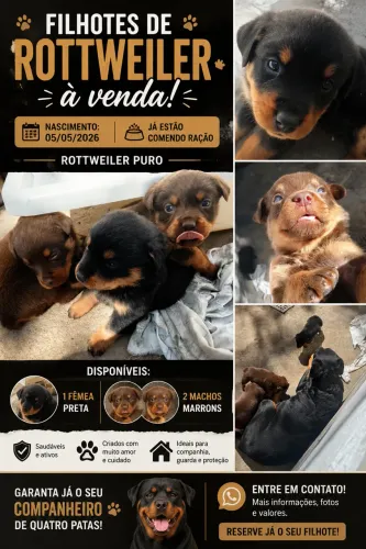 Vende se filhotes de rottweiler puro
