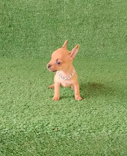 Pinscher maravilhoso um amorzinho 