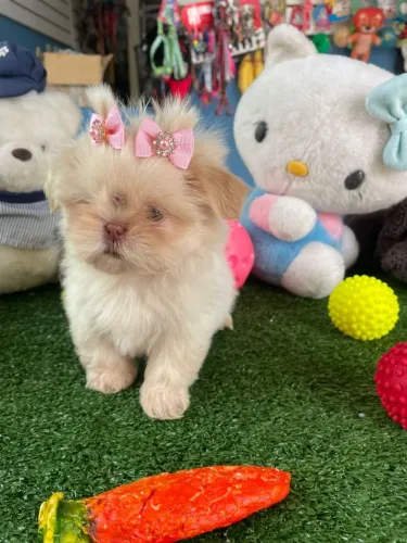 Filhote de shihtzu