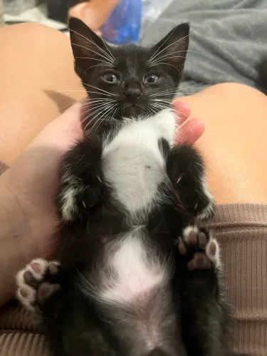 Gatos macho para adoção