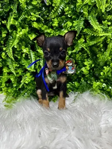 Pinscher