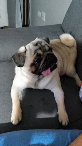 Pug Macho