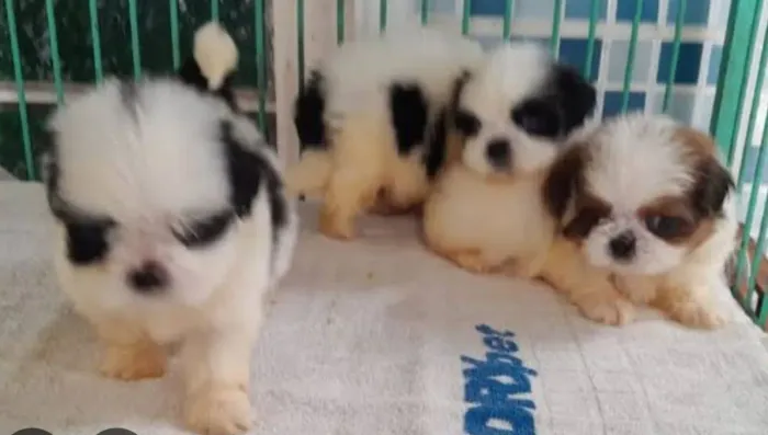 Shih Tzu adorável 