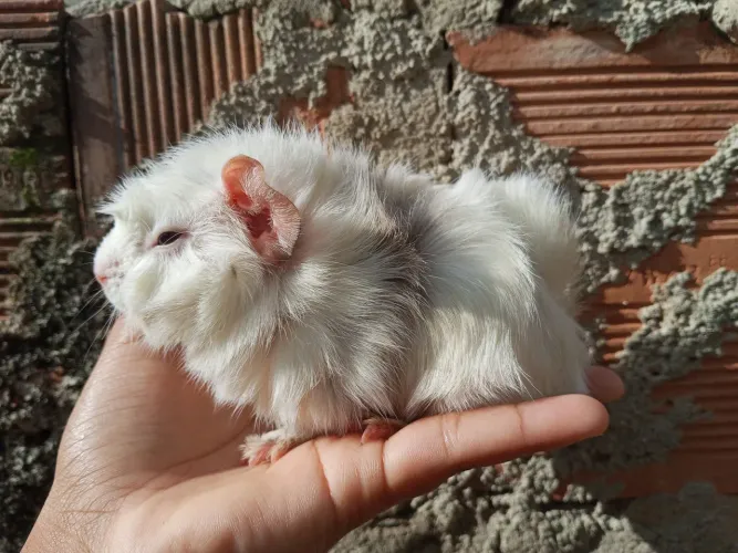 Porquinho da índia filhote