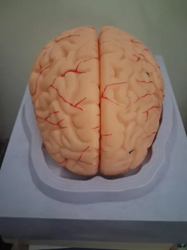 ? CÉREBRO HUMANO DE BORRACHA | NOVO, NUNCA USADO!
