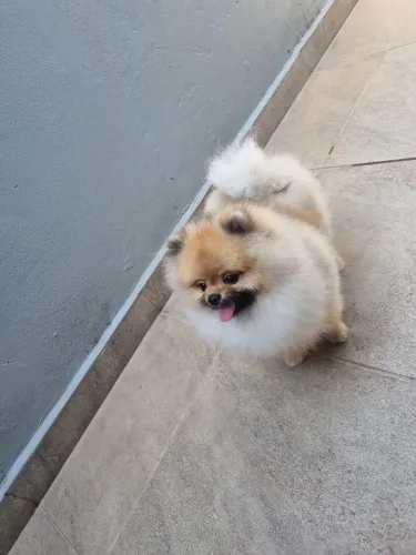 Spitz Alemão anão