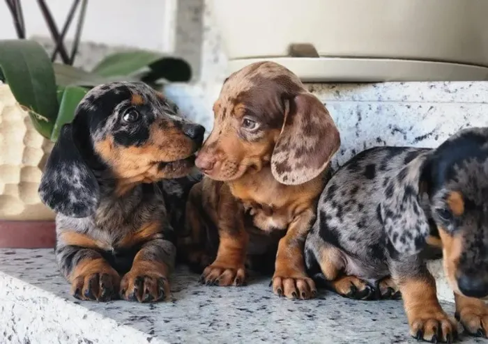 Dachshund Chocolate e Arlequim Disponível 