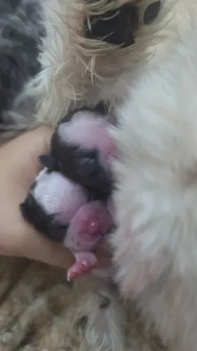 Shih Tzu Disponíveis Nascidos no dia 17|out|2026
