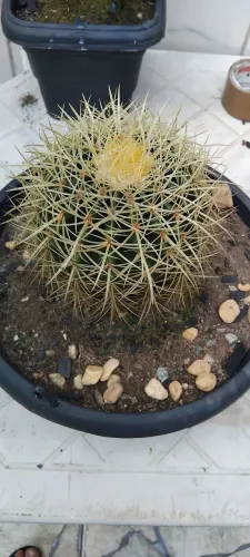 Cacto poltrona de sogra 