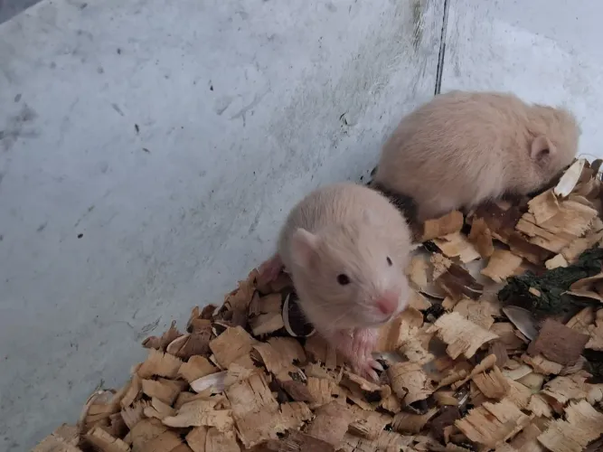 Doação de hamster