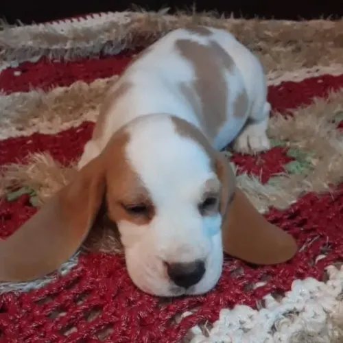 Filhotes de Beagles