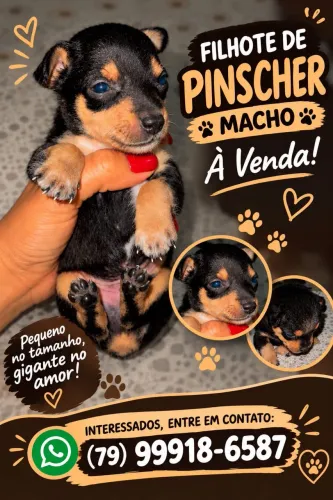 Cachorro