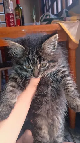 Filhote de gato macho