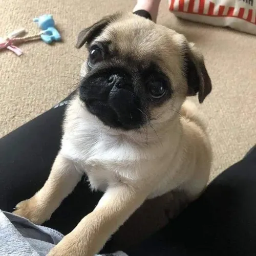 Pug filhote disponível pedindo um lar e um amigo