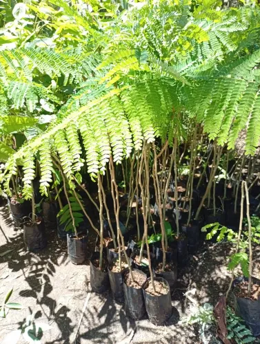 Mudas de Jacarandá 