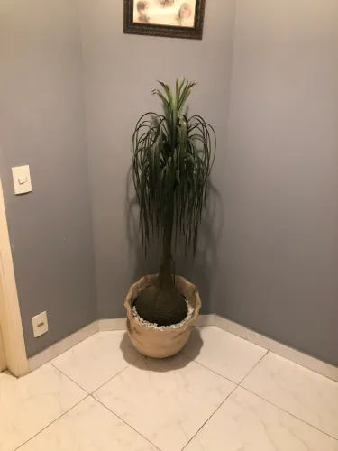 Planta artificial pata de elefante com vaso