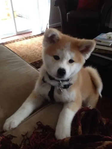 Akita Inu Filhotes Adoráveis 