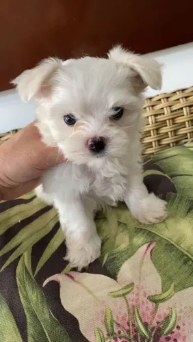  Maltês um pequeno companheiro com um grande coração.